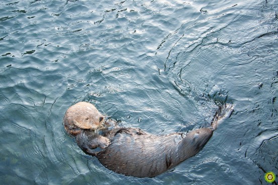 Tanu the Sea Otter!